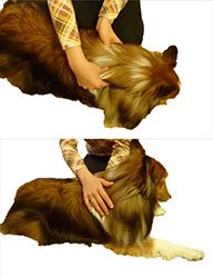 マッサージされている犬の画像