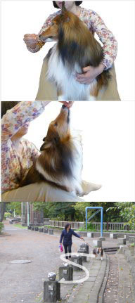 犬のストレッチをする画像