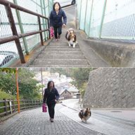 散歩する犬と飼い主の画像