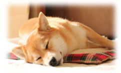 犬の画像