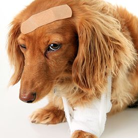 けがをした犬