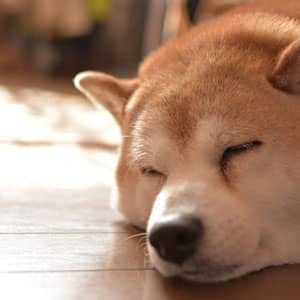 老犬