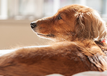 犬の画像