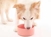 犬がえさを食べる画像