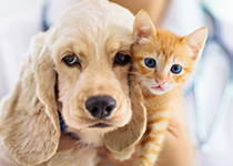 犬と猫の画像