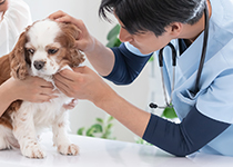 動物病院で診察を受ける犬の画像