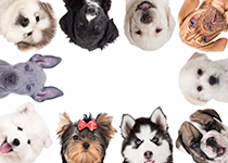 10匹の犬の画像