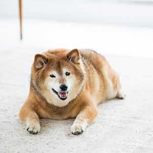 老犬の柴犬