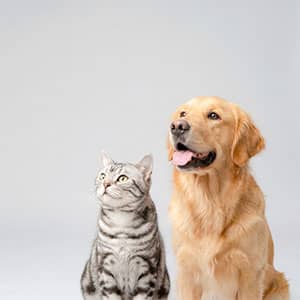 ワンちゃんと猫ちゃん