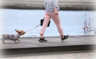 犬の画像