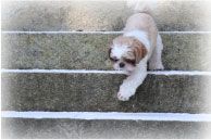 犬の画像