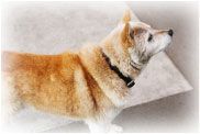 犬の画像