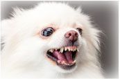 犬の画像