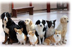 犬の画像
