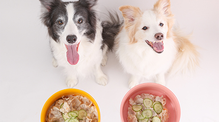 ご飯を前にしている犬の画像