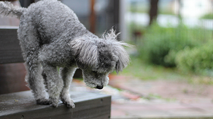 階段を降りようとしている犬の画像