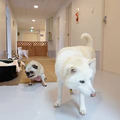 老犬介護ホームろうたす