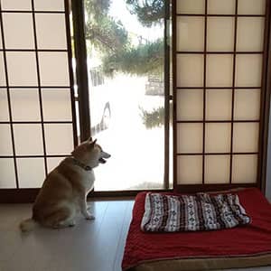 老犬ホーム・KOMUGI