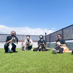 老犬ホームPinky