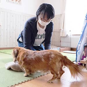 老犬ホームセタ