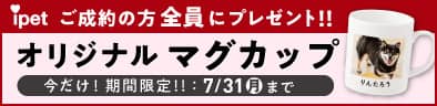老犬でも入れるペット保険