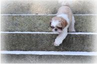 老犬が階段を歩くイメージ