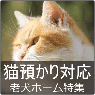 猫預かり対応の老犬ホーム