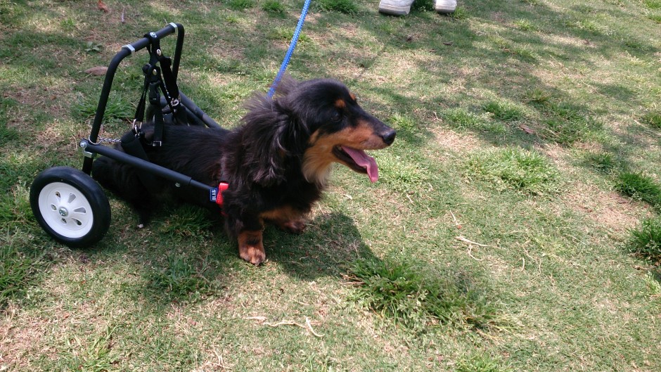 老犬老猫ホームひまわり 車いすの犬