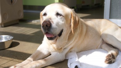 老犬老猫ホームひまわり テラスの老犬