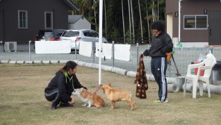 老犬ホームトップ ドッグラン