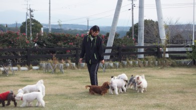 老犬ホームトップ ドッグラン