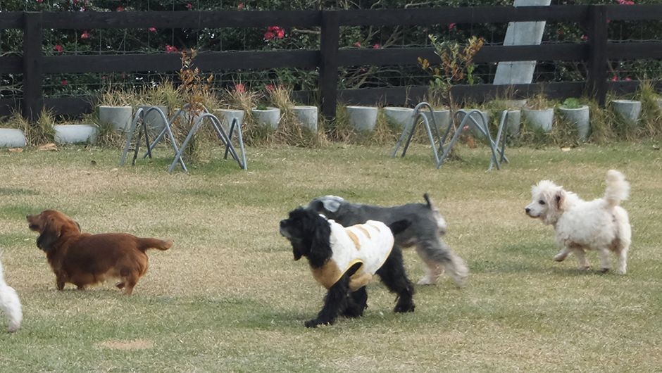 老犬ホームトップ ドッグラン