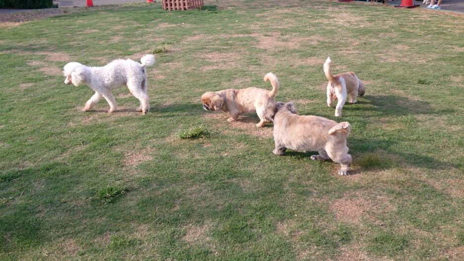 老犬老猫ホームひまわり ドッグラン