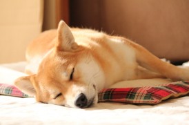 眠る柴犬イメージ