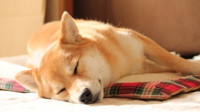 眠る柴犬イメージ