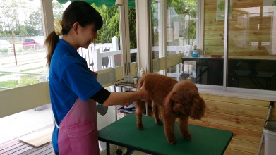 老犬老猫ホームひまわり トリミング