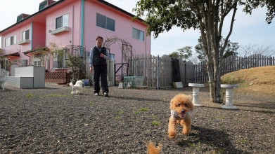 老犬セラピー介護風景