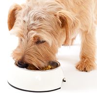 食事 ご飯 の介護ノウハウ 老犬ケア