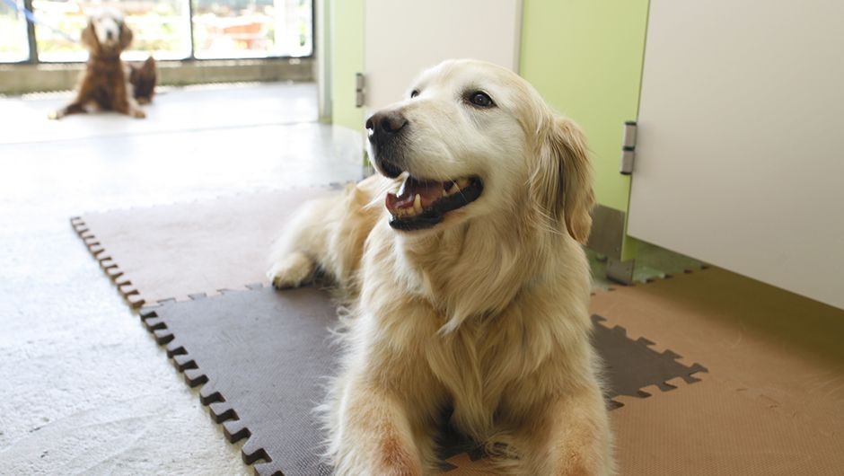 老犬老猫ホームひまわり 老犬