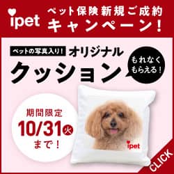 高齢犬でも入れるペット保険