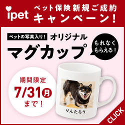 高齢犬でも入れるペット保険