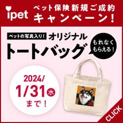 高齢犬のためのペット保険