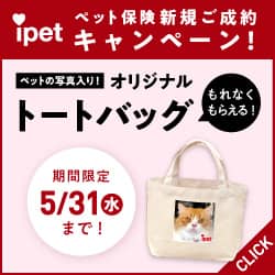 高齢犬も加入可能なペット保険