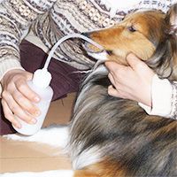 老犬の水飲み介助