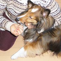 老犬の流動食給餌