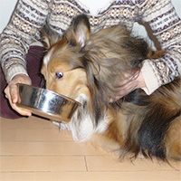 老犬の食事介助