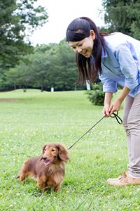 老犬の散歩