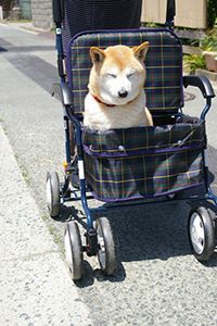 カートに乗った老犬