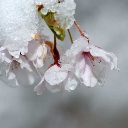 雪と桜のイメージ