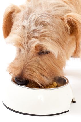 食事をする老犬